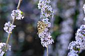 Butterfly on lilac