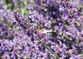 Butterfly on catmint