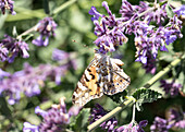 Butterfly on catmint