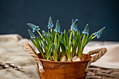 Muscari armeniacum