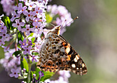 Butterfly on summer lilac