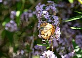 Butterfly on lilac