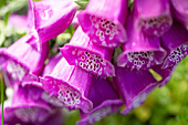 Digitalis purpurea