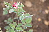 Mehltau an Rosen