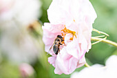 Biene in Rosenblüte