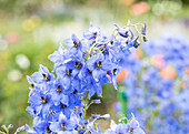 Delphinium x elatum, hellblau