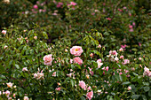 Shrub rose, pink