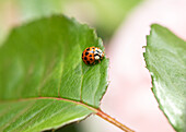 Ladybird