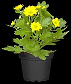 Chrysanthemum hortorum, yellow