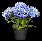 Hydrangea macrophylla, blue