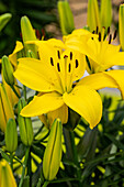 Lilium Asiatic, gelb