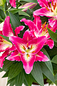 Lilium Oriental, pink