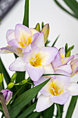 Freesia, light purple