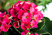 Kalanchoe blossfeldiana, pink