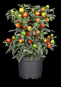 Solanum pseudocapsicum 'Thurino'