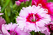 Dianthus chinensis, pink