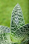 Aloe variegata 'Magic'