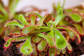 Drosera binata