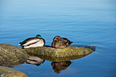 sleeping ducks