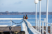 Ducks on jetty