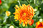 Chrysanthemum hortorum, orange