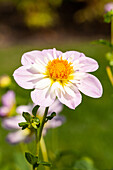 Dahlia 'Teesbroke Audrey'