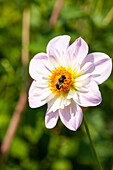 Dahlia 'Teesbroke Audrey'