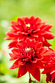 Dahlia, red