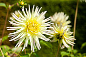 Dahlia Cactus