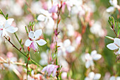 Gaura lindheimeri 'Gambit Pink'