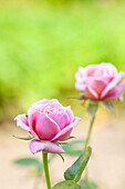 Edelrose, rosa