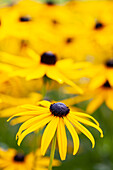 Rudbeckia fulgida var. sullivantii