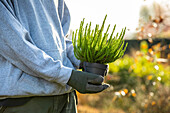 Gardener holds heather