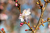 Prunus subhirtella