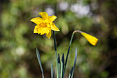 Narcissus pseudonarcissus, gelb