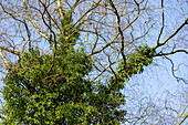 Ivy growing on birch tree