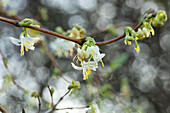 Lonicera fragrantissima