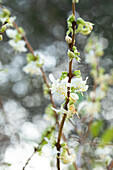 Lonicera fragrantissima