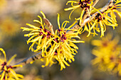 Hamamelis mollis 'Combe Wood'