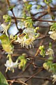 Lonicera purpusii