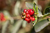 Lonicera heckrottii