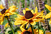 Rudbeckia hirta