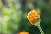 Calendula officinalis