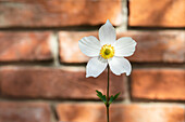 Anemone japonica 'Honorine Jobert'