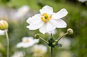 Anemone japonica 'Honorine Jobert'