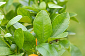 Citrus madurensis