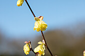 Corylopsis pauciflora