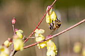 Corylopsis pauciflora