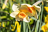 Daffodils with bee
