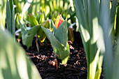 Tulipa